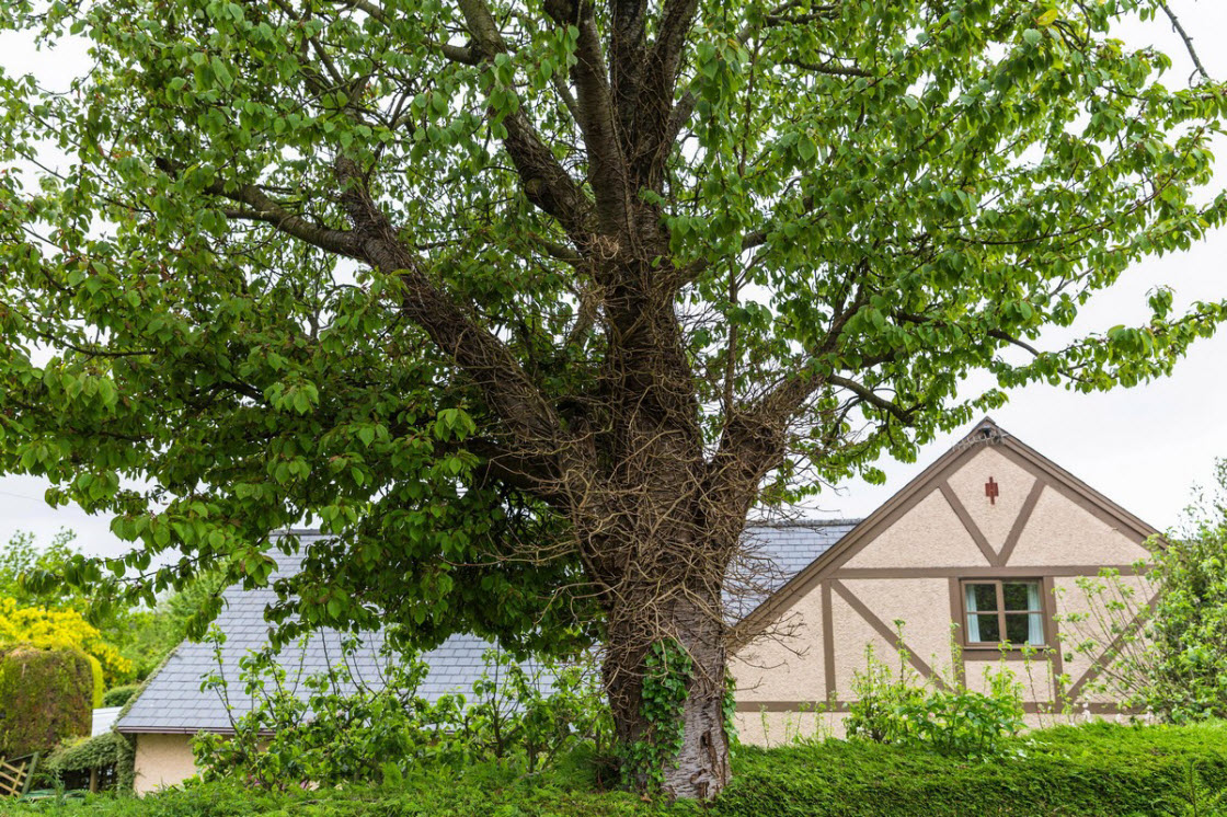 Короли камуфляжа из животного мира Короли камуфляжа из животного мира животные