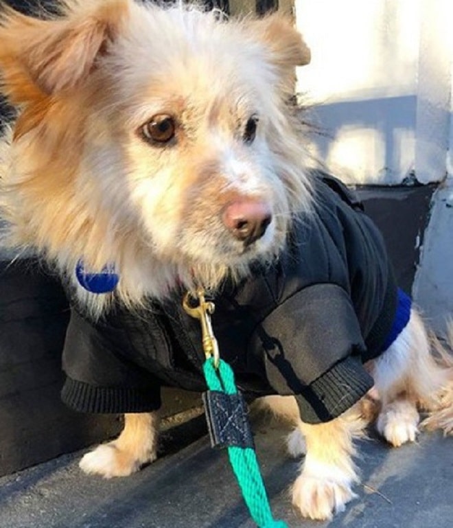 Собака на поводке