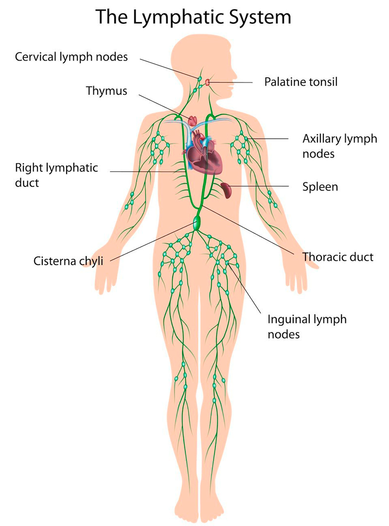 Как активировать лимфоток здоровье, лимфатическая система, лимфодренаж, лимфоток