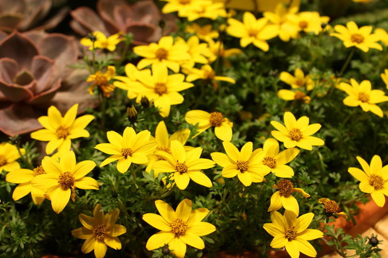 Апрельские посевы цветов и декоративных растений рассада цветов в апреле