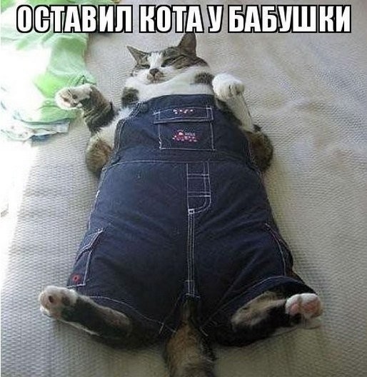 Очередная подборка картинок с подписями картинки с подписями, подборка, позитив, юмор