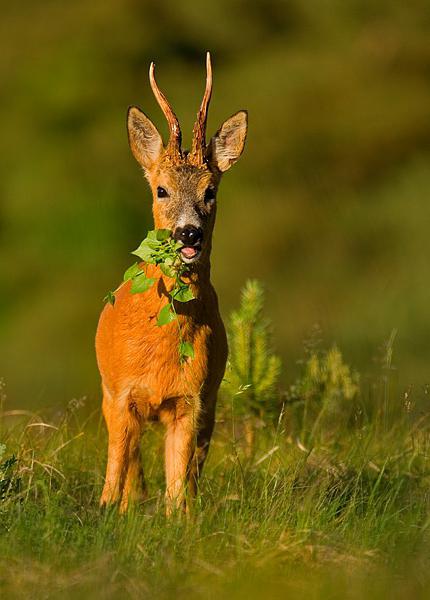 Чем питается косуля? Дикая косуля  (фото) 