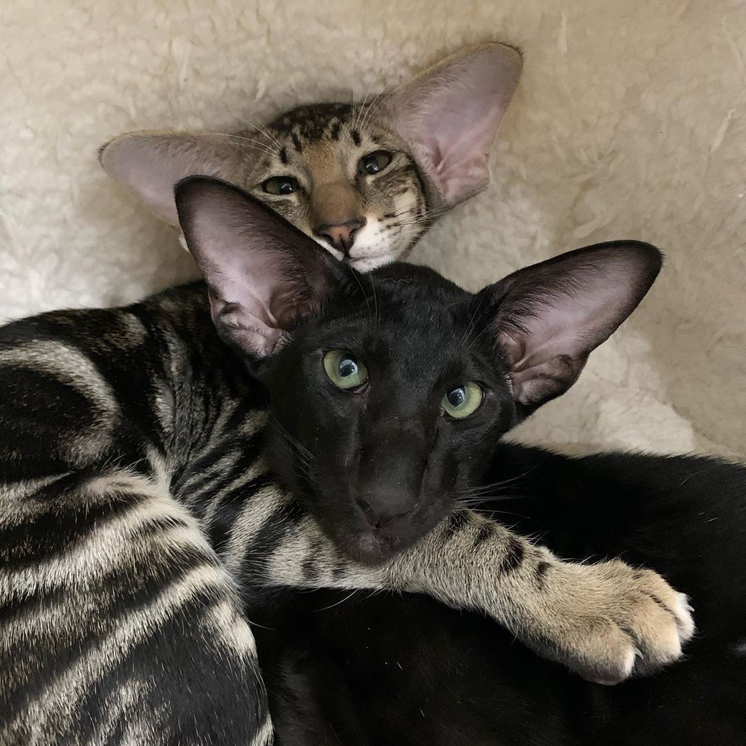 20 домашних питомцев, у которых есть свои особенности, но это не делает их ужасными 20 домашних питомцев, у которых есть свои особенности, но это не делает их ужасными