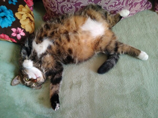 Кот ёжился под холодным дождем. Иногда он робко подходил к прохожим за помощью, но все шли мимо Кот ёжился под холодным дождем. Иногда он робко подходил к прохожим за помощью, но все шли мимо не всё так грустно