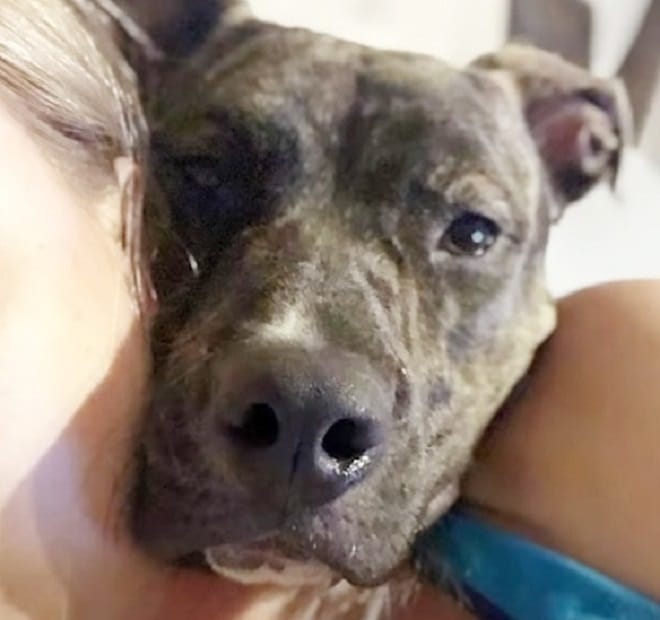 Пес с хозяйкой