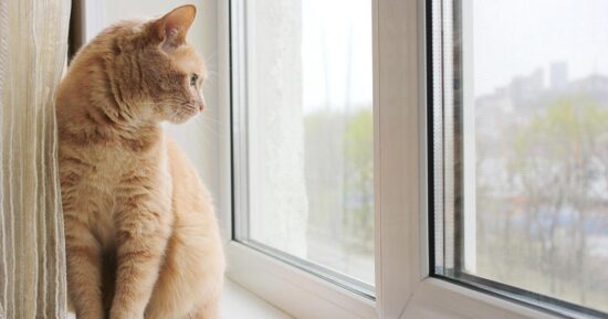 Надо ли выгуливать кошку, объяснила биолог Литвина