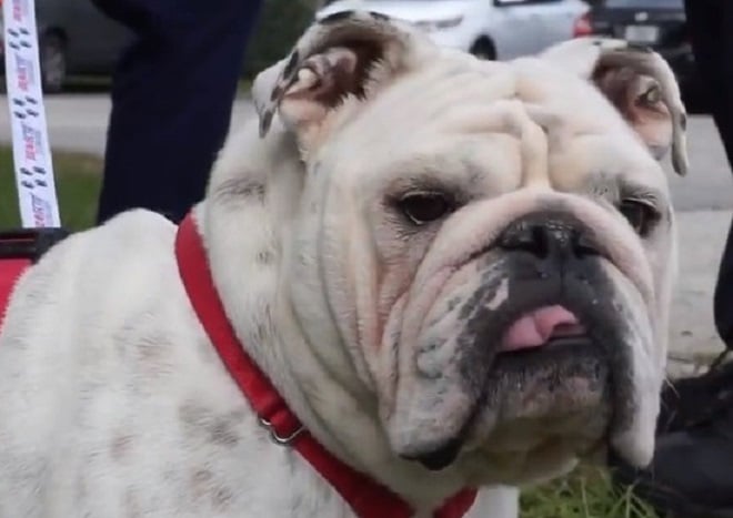 Бульдог стоит