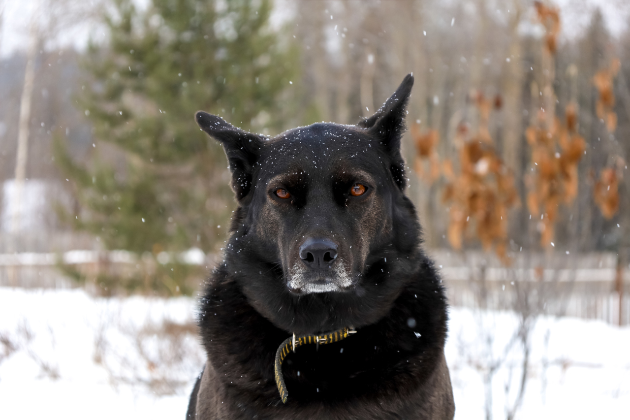 собака в дыму. курение и животные. собака дымок. собака дымок. курящая собака.