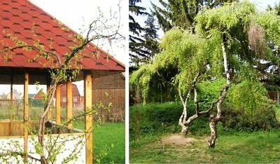 Не сажайте на участке березу Не сажайте на участке березу дача,деревья,полезные советы,сад и огород