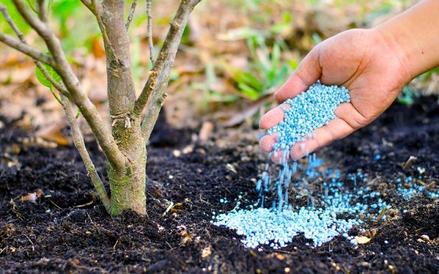 5 проверенных способов "заставить" грушу быстрее плодоносить садоводство