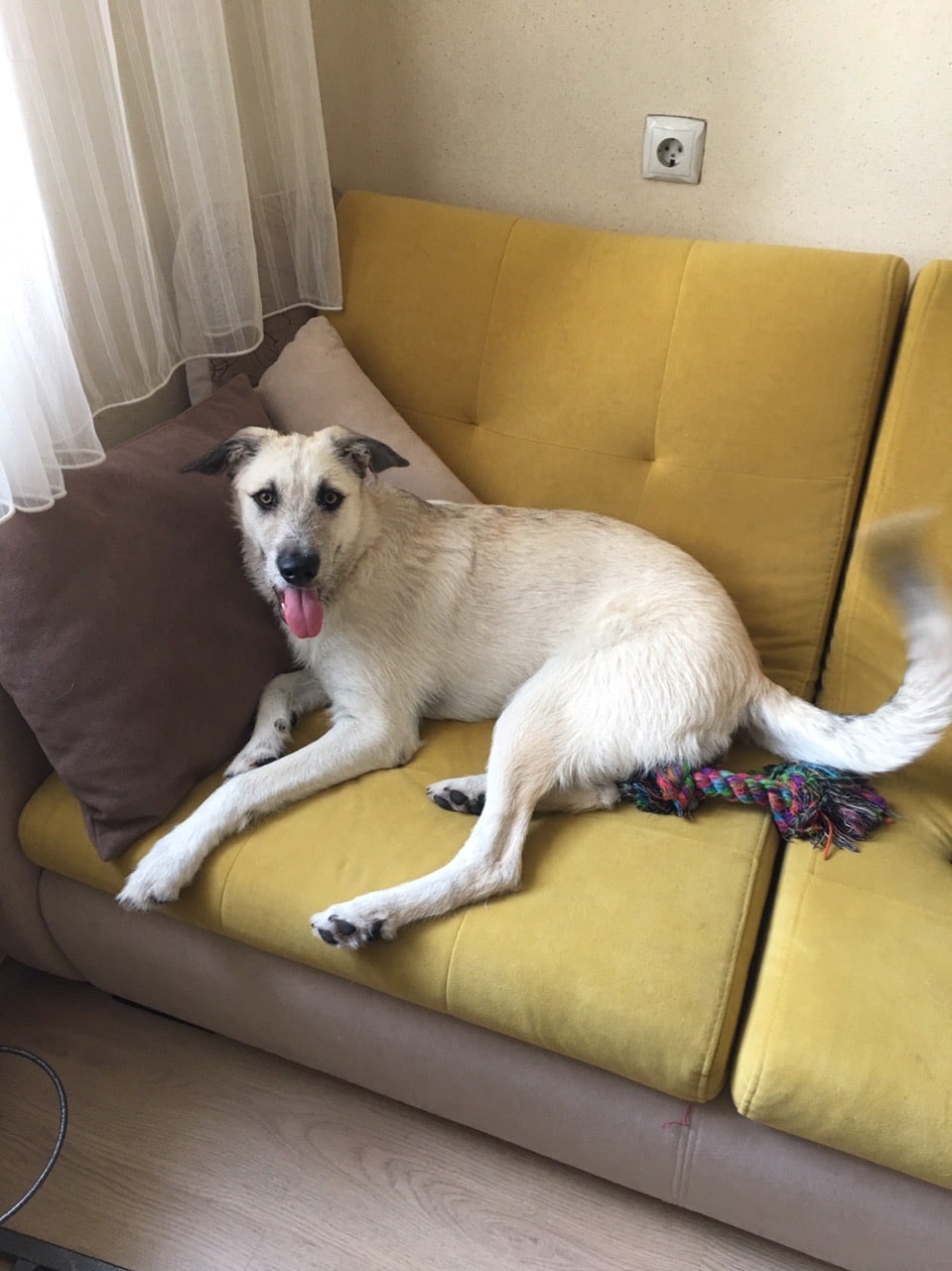 собака на диване