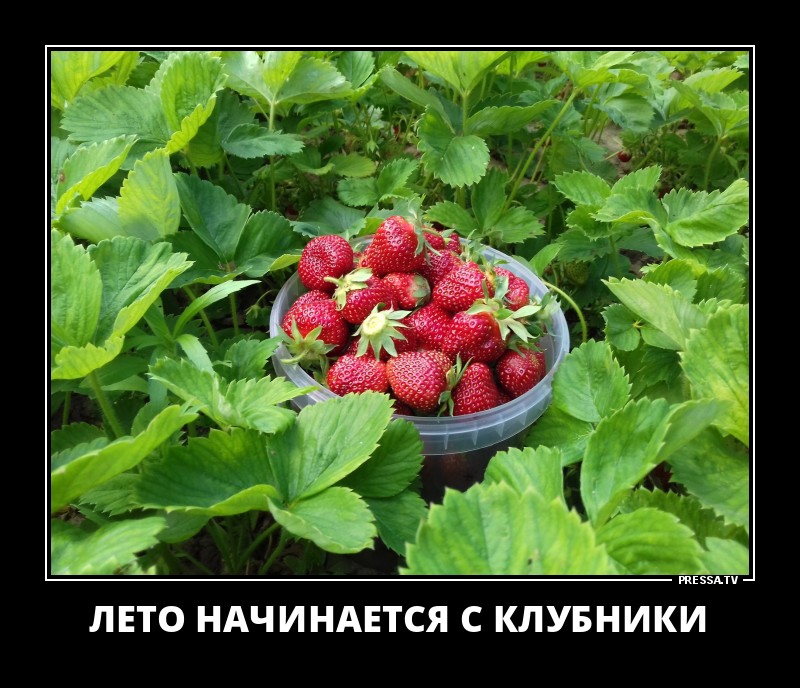 Забавные и веселые жизненные демотиваторы 