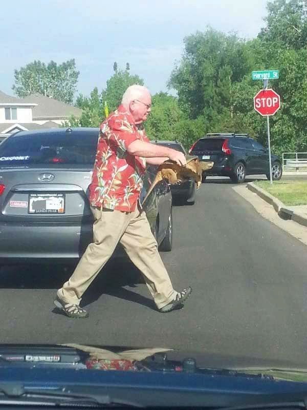 7. Мужчина помогает черепашке спокойно перейти дорогу, так как она не слишком хорошо знакома с ПДД в мире, добро, истории, люди, позитив, фото