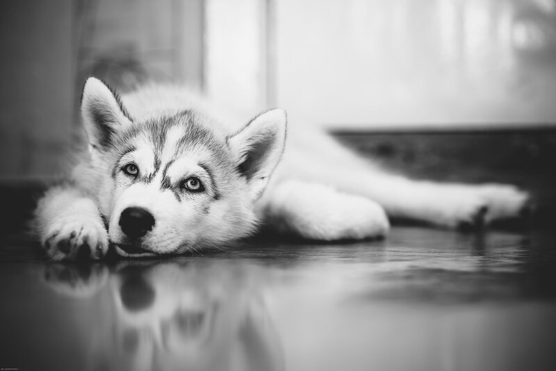 Новогодняя потеряшка