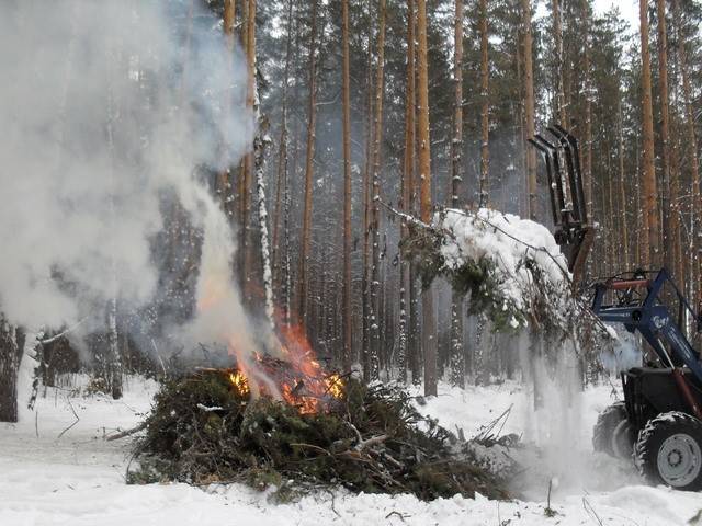 Хвоя в пищу! Как прокормить население России в войну Хвоя в пищу! Как прокормить население России в войну можно, сахаров, России, чтобы, будет, Отвар, содержание, получения, достаточно, после, пищевого, белка, концентрат, всего, много, войны, около, хвойных, несколько, деревьев