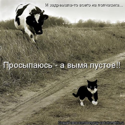 Новая котоматрица для настроения (20 фото)