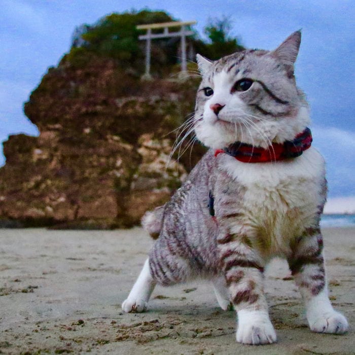 Most Photogenic Cat