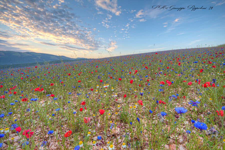 Fiori di campo by Giuseppe Peppoloni on 500px.com