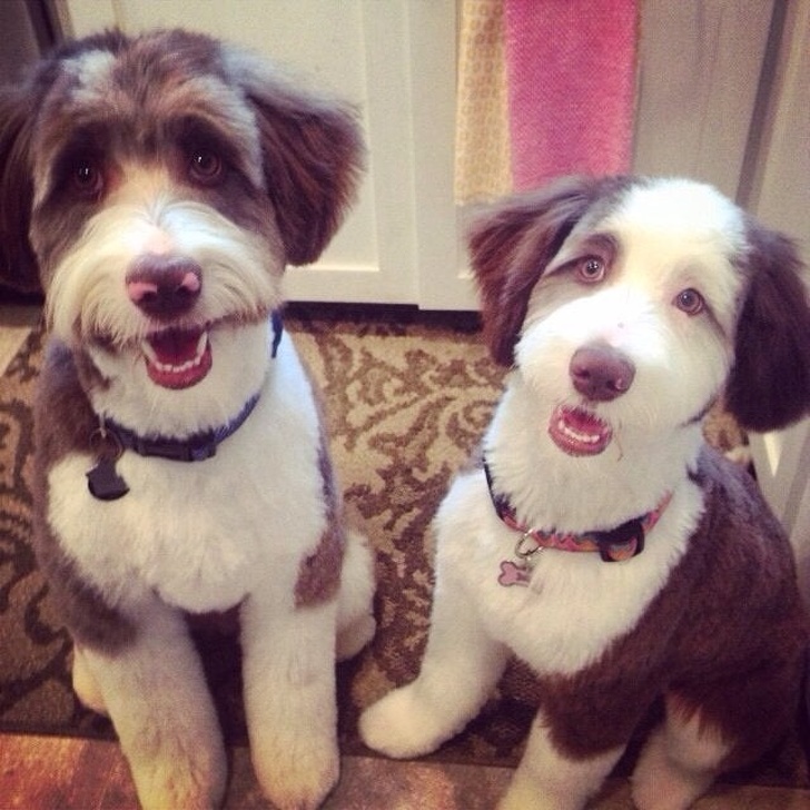 20 домашних питомцев, у которых есть свои особенности, но это не делает их ужасными 20 домашних питомцев, у которых есть свои особенности, но это не делает их ужасными