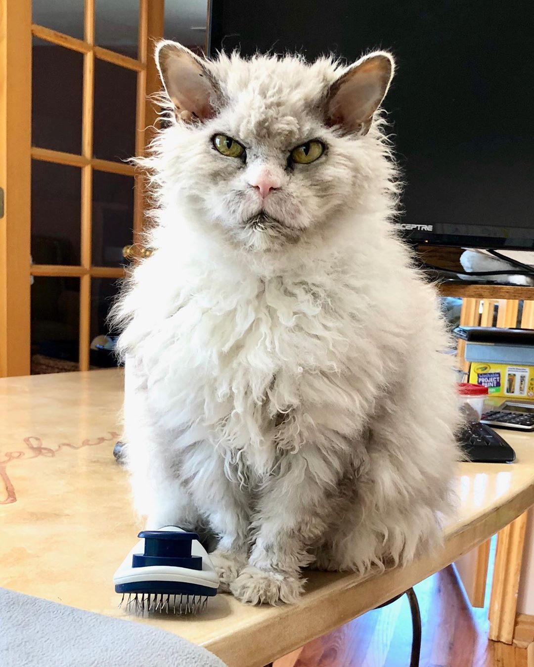 20 домашних питомцев, у которых есть свои особенности, но это не делает их ужасными 20 домашних питомцев, у которых есть свои особенности, но это не делает их ужасными