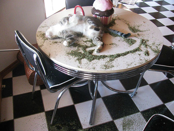 Catnip Catnap