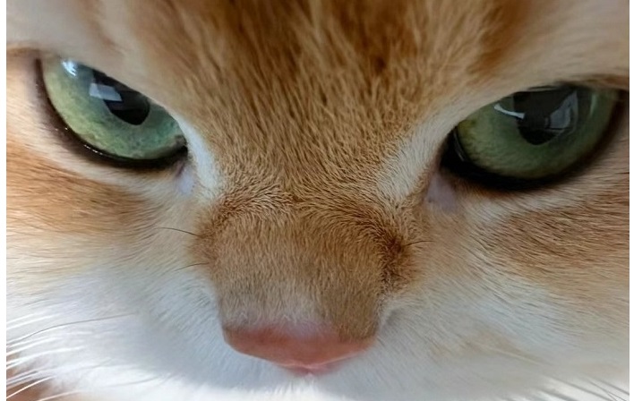 Нахальный кое-кто... 