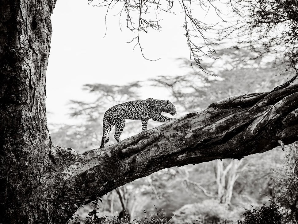 Победители открытого конкурса Sony World Photography Awards 2025