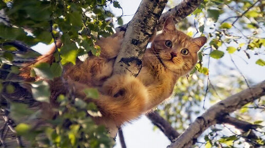 Один день счастливого кота