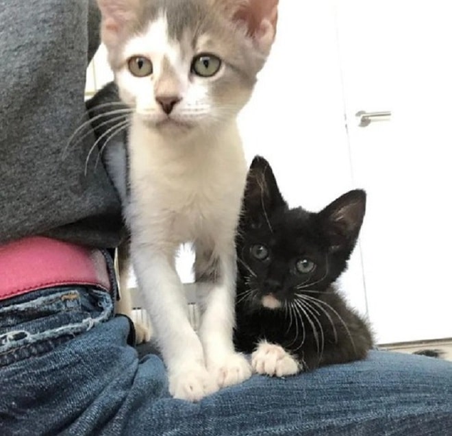 Два котенка 