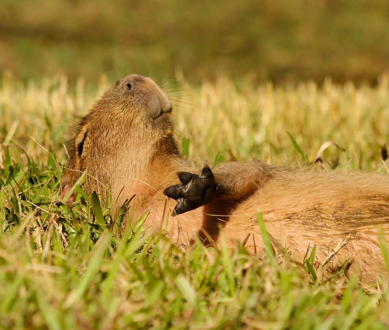 20 забавных фото диких животных, которые зарядят позитивом на всю неделю дикая природа, лев, слон, смешные животные, смешные фото, тигр