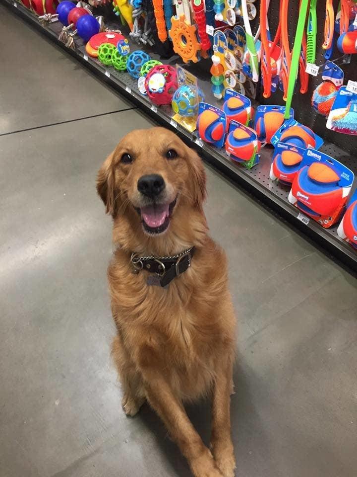 20 вещей, которые вам 100% знакомы, если у вас есть собака 20 вещей, которые вам 100% знакомы, если у вас есть собака