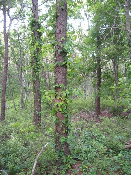 Деревенская Америка Деревенская Америка заграница,путешествие,страны,туризм