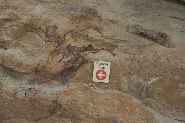 Диносаер Ридж – место встречи с динозаврами