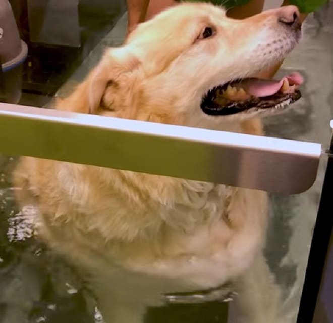 Собака в воде