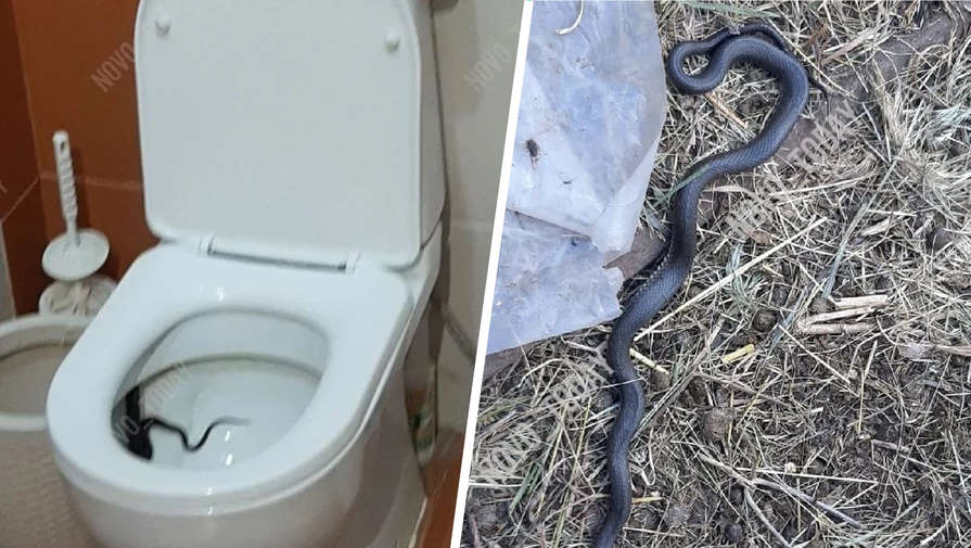 В Волгоградской области женщина обнаружила в своем унитазе ползущую змею