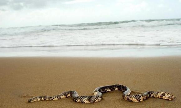 Самые опасные змеи Австралии: фото и описание