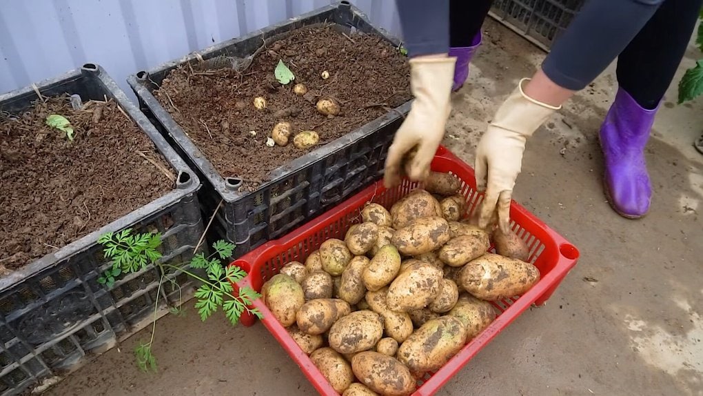 И огород не нужен. Попробуйте вырастить картошку в пластиковых ящиках — интересный эксперимент можно, рыхлый, картошки, питательный, месяца, ящики, картошку, грунт, высадите, через, побеги, соломой, ммПримерно, подкормки, Дополнительные, наблюдайте, недели, полейте, Обильно, закройте