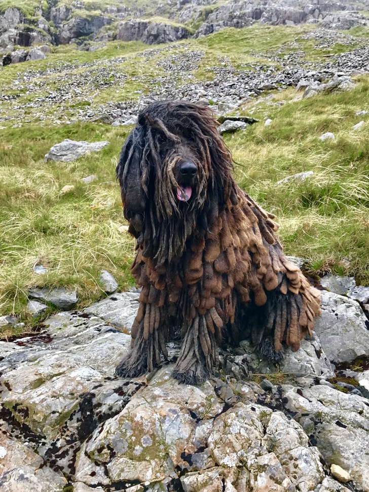 20 домашних питомцев, у которых есть свои особенности, но это не делает их ужасными 20 домашних питомцев, у которых есть свои особенности, но это не делает их ужасными
