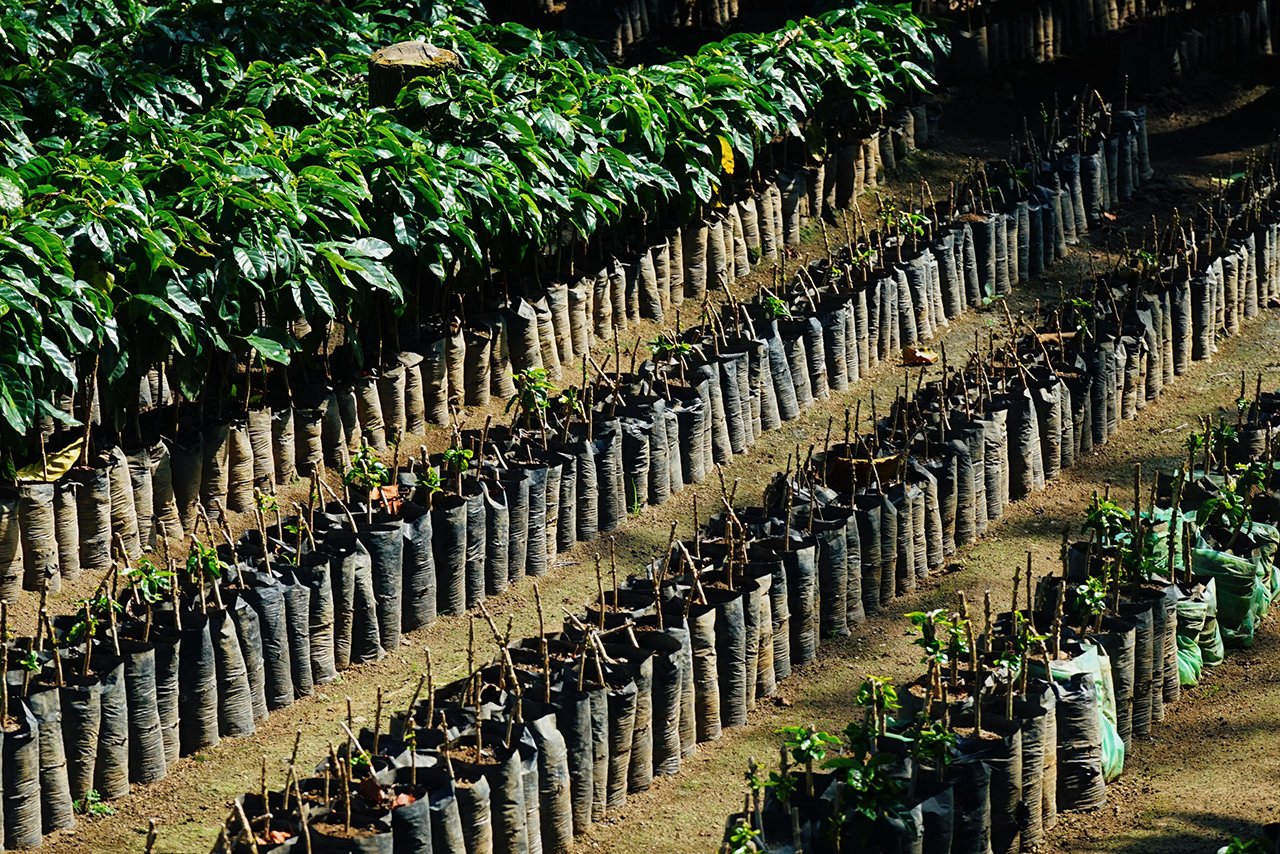 Как в Гватемале выращивают кофе