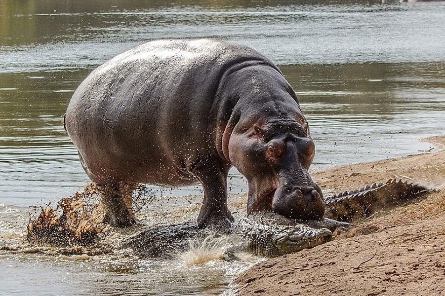 Как травоядное животное закусило крокодилом