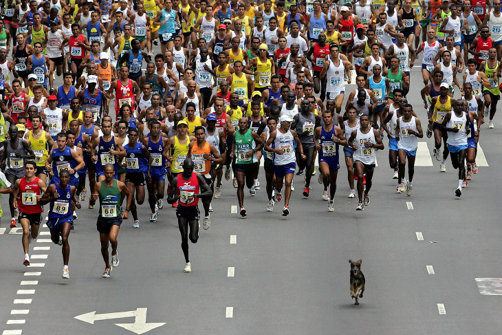 Четвероногий марафонец всех обогнал в Сан-Паулу, Бразилия
