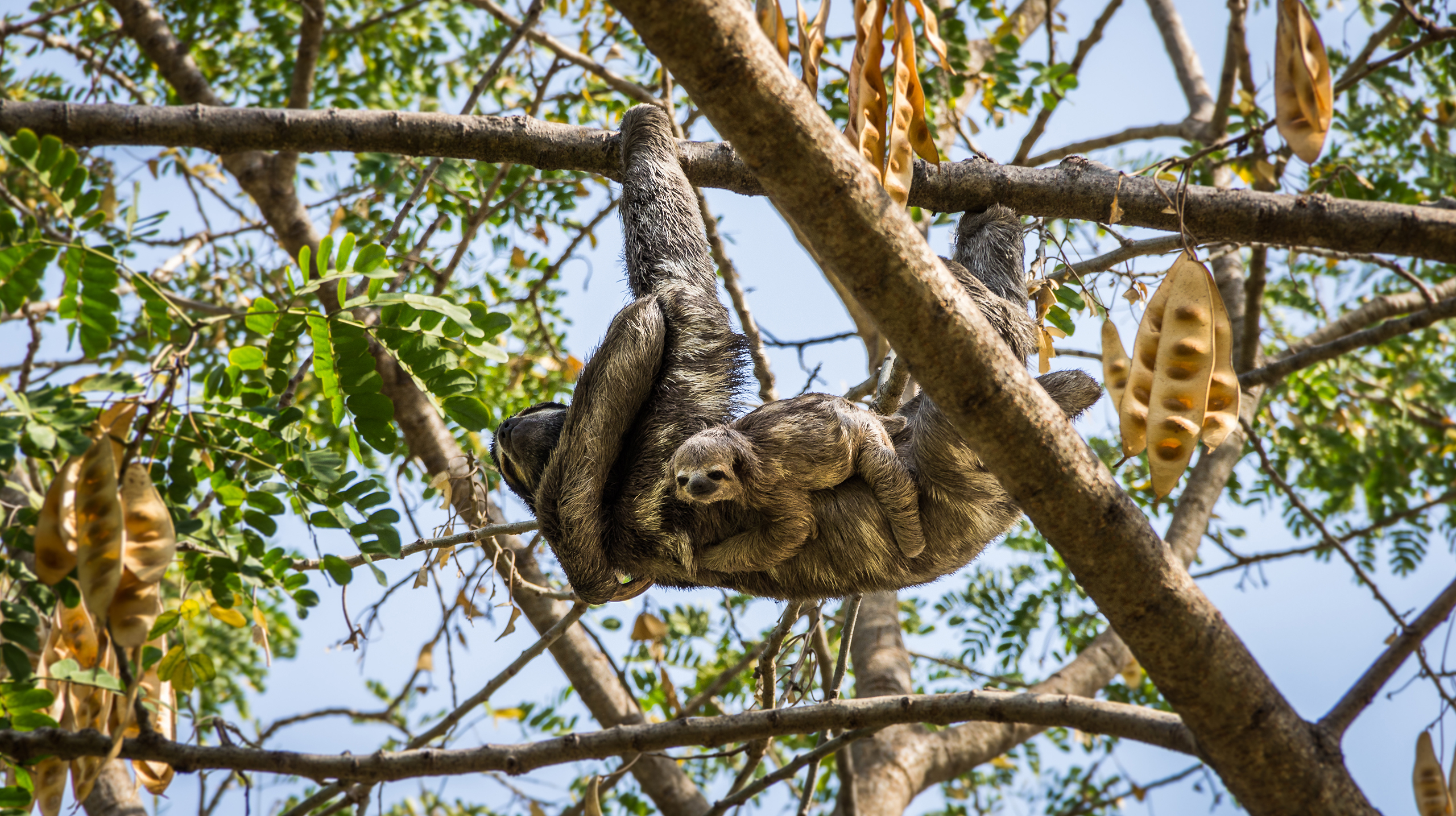 Сколько особей осталось