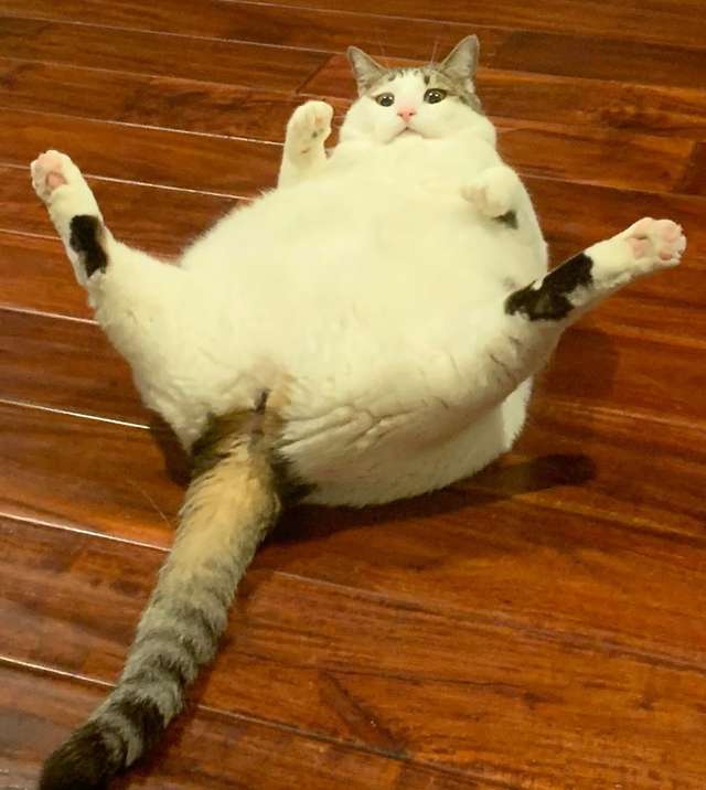 толстая кошка