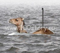 Верблюд-подводник