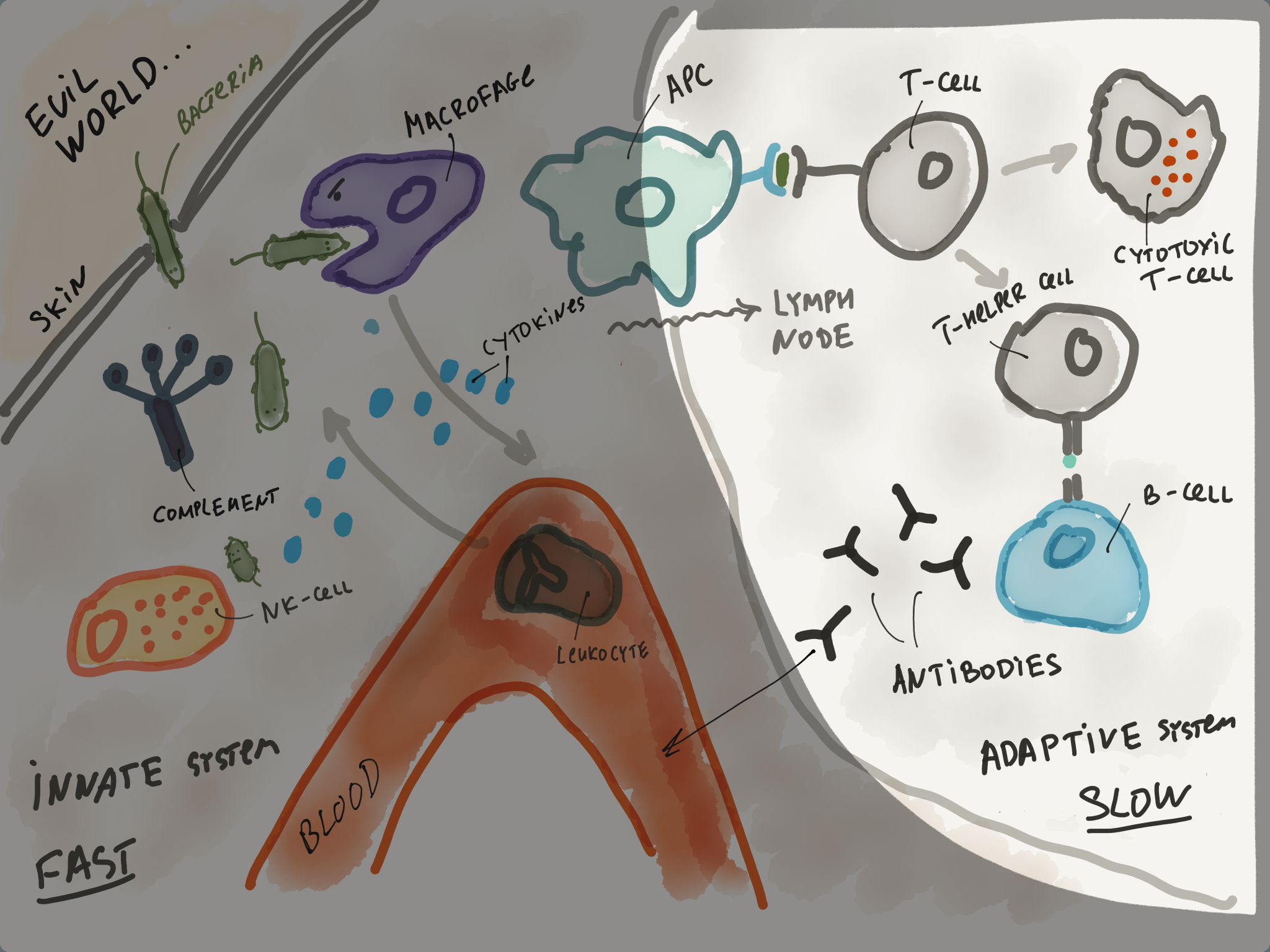Как нарисовать иммунитет