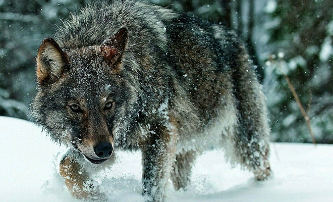 Натуралист скрытно наблюдал за стаей волков, но сам того не заметил, как его нашел волк-разведчик: видео