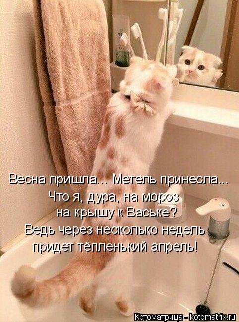 Свежая котоматрица для всех на выходные 