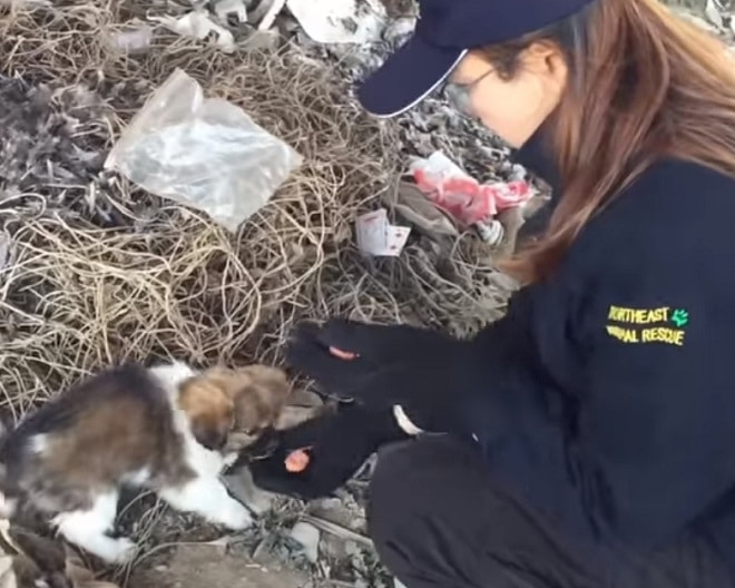 Щенка кормят 