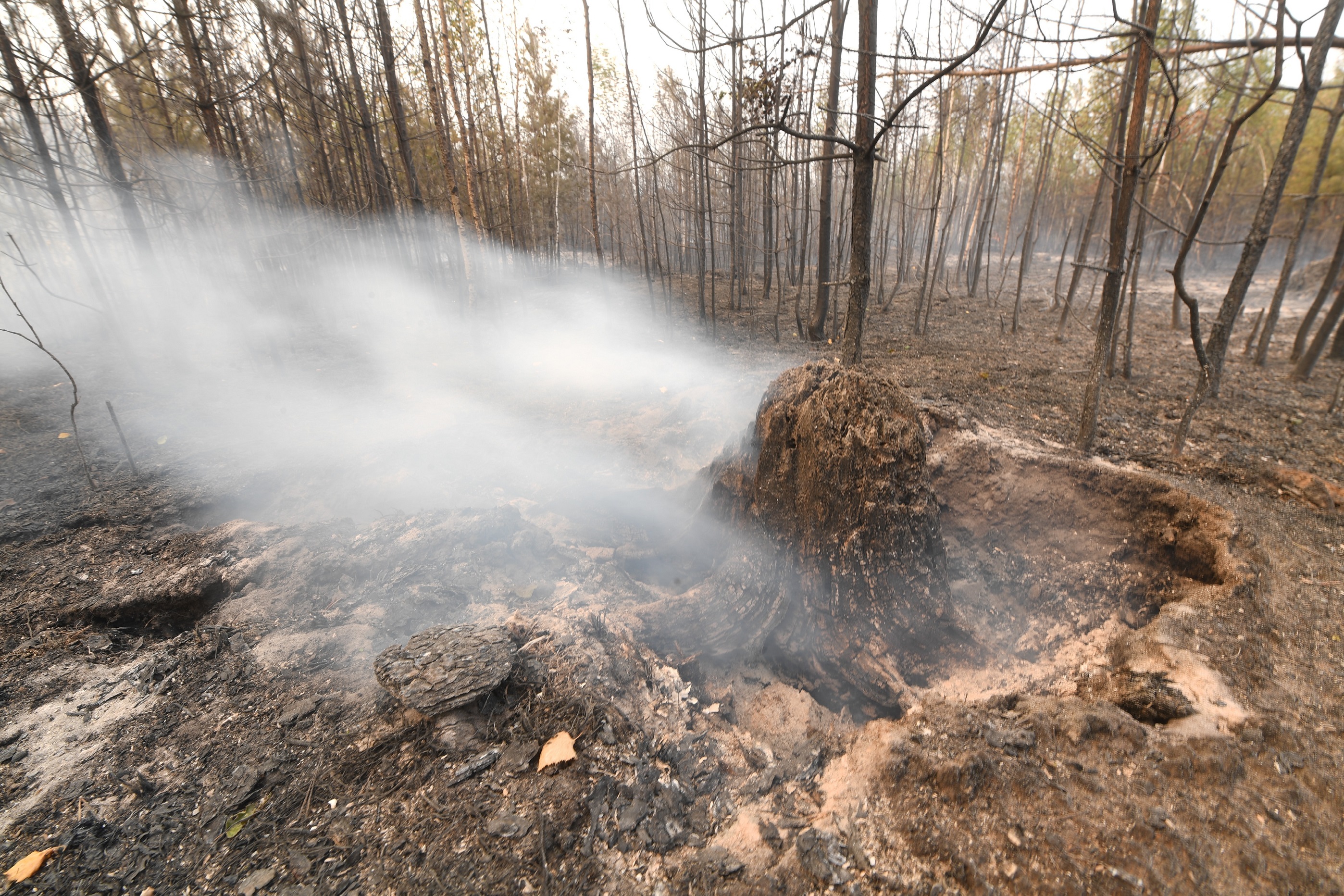 5 лесных пожаров случилось в Нижегородской области за сутки