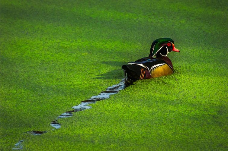20  минималистических фотографий, на которых нет ничего лишнего красота,природа,фотографии